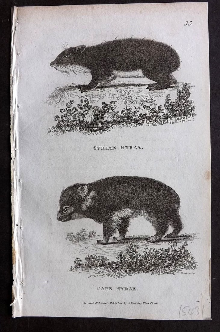 Shaw, George 1809 Antique Print. Syrian & Cape Hyrax 33: Copper Plate Published 1809 by G.Kearsley, London for "Zoological Lectures..."by George Shaw. Paper Size: 8.5 x 5 inch (22 x 13cm) Good Condition
