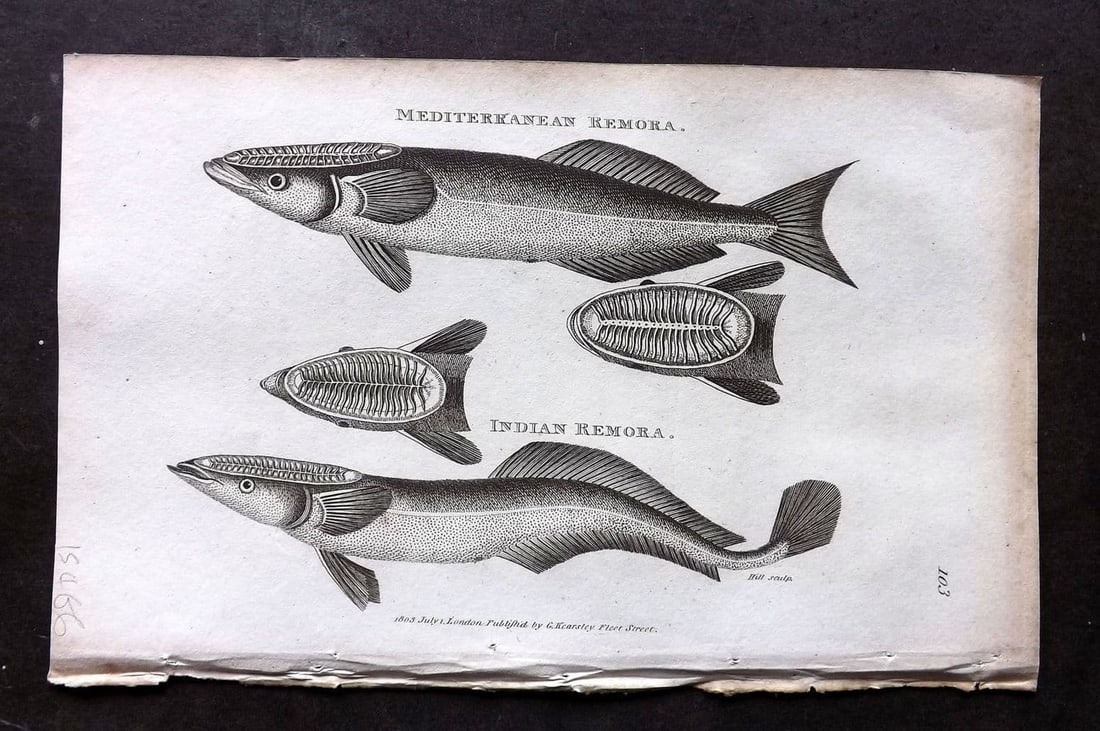 Shaw, George 1809 Antique Fish Print. Mediterranean & Indian Remora 103: Copper Plate Published 1809 by G.Kearsley, London for "Zoological Lectures..."by George Shaw. Paper Size: 8.5 x 5 inch (22 x 13cm) Good Condition