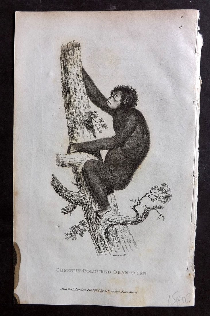 Shaw, George 1809 Antique Print. Chestnut Coloured Orangutan 04 (1 of 1)