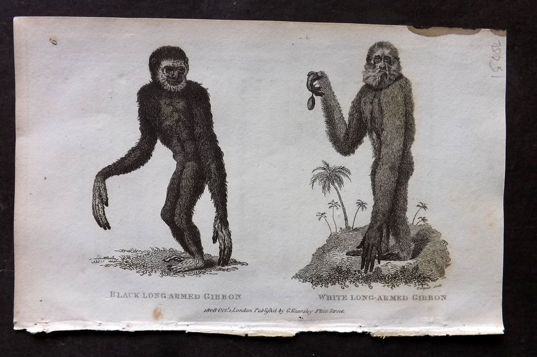 Shaw, George 1809 Antique Print. Black & White Long Armed Gibbon 06 (1 of 1)