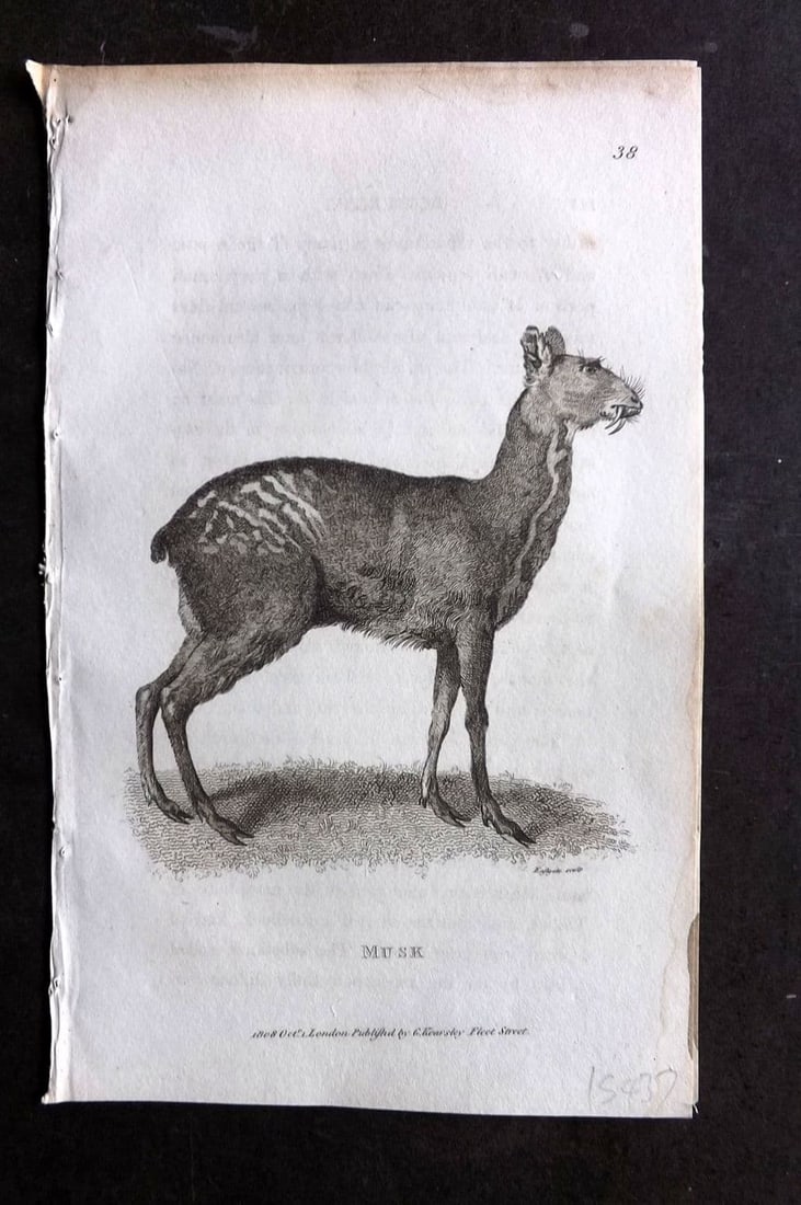 Shaw, George 1809 Antique Print. Musk 38 (1 of 1)