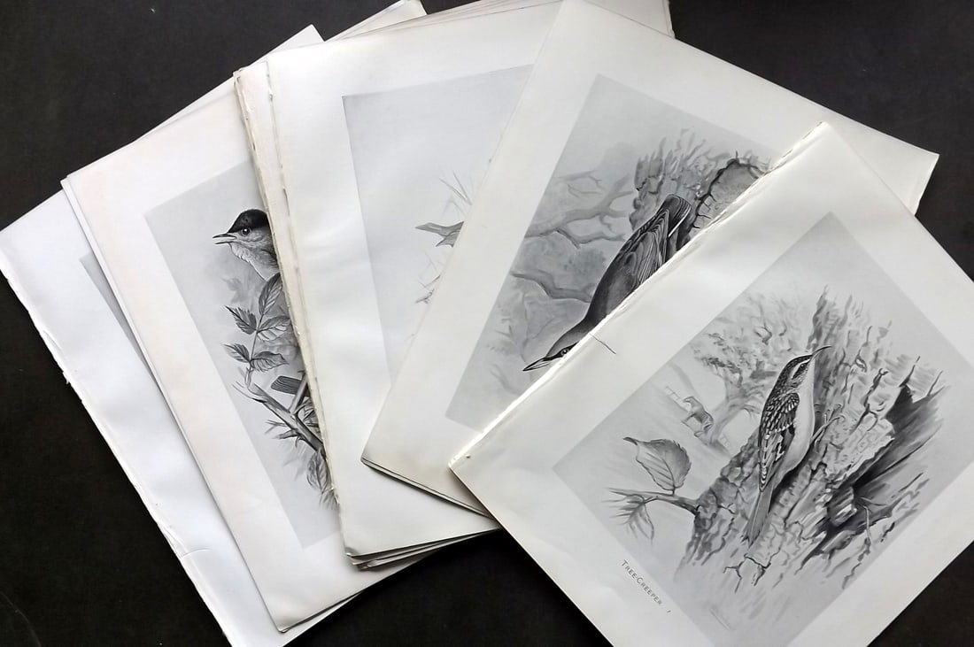 Frohawk, Frederick 1898 Lot of 21 Folio Antique Bird Prints (1 of 5)