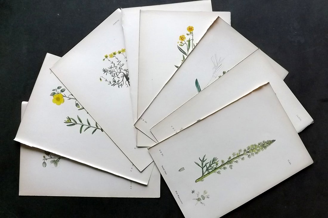 Sowerby, James C1870 Lot of 8 Hand Col Botanical Prints: Antique Lithograph Published 1863-86, London for "English Botany" by John & James Sowerby. Fine hand colour as issued.Paper Size: 10 x 6 inch (25 x 16cm) Good Condition