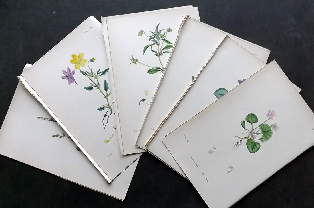 Sowerby, James C1870 Lot of 16 Hand Col Botanical Prints (1 of 3)