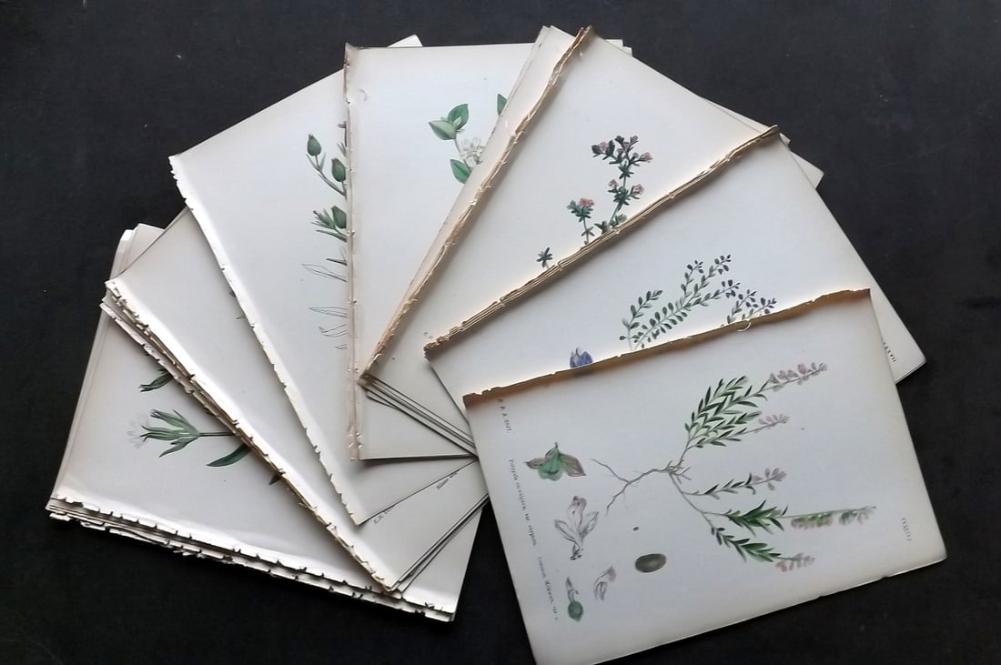 Sowerby, James C1870 Lot of 32 Hand Col Botanical Prints: Antique Lithograph Published 1863-86, London for "English Botany" by John & James Sowerby. Fine hand colour as issued.Paper Size: 10 x 6 inch (25 x 16cm) Good Condition