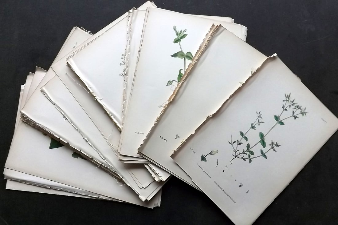 Sowerby, James C1870 Lot of 50 Hand Col Botanical Prints: Antique Lithograph Published 1863-86, London for "English Botany" by John & James Sowerby. Fine hand colour as issued.Paper Size: 10 x 6 inch (25 x 16cm) Good Condition