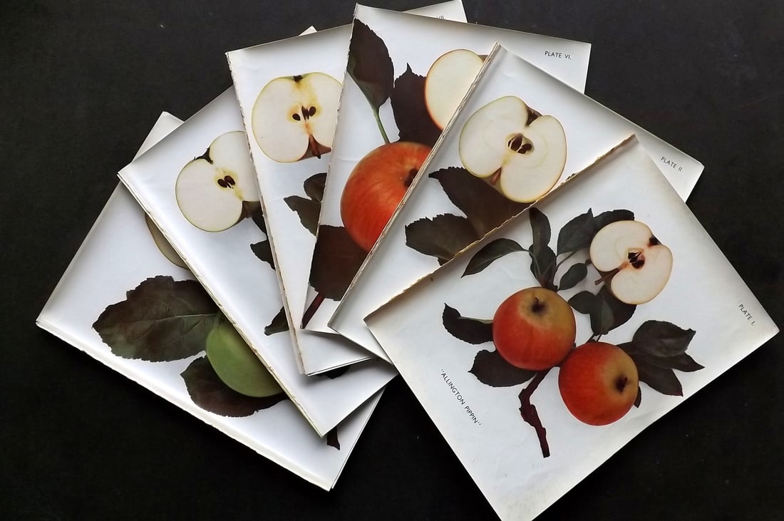 Taylor, H. V. 1948 Lot of 12 Vintage Fruit Prints. Apples: Offset Lithograph Published 1947, London for "The Apples of England" by H. V. Taylor. Paper Size: 10 x 7 inch (25 x 18cm) Good Condition
