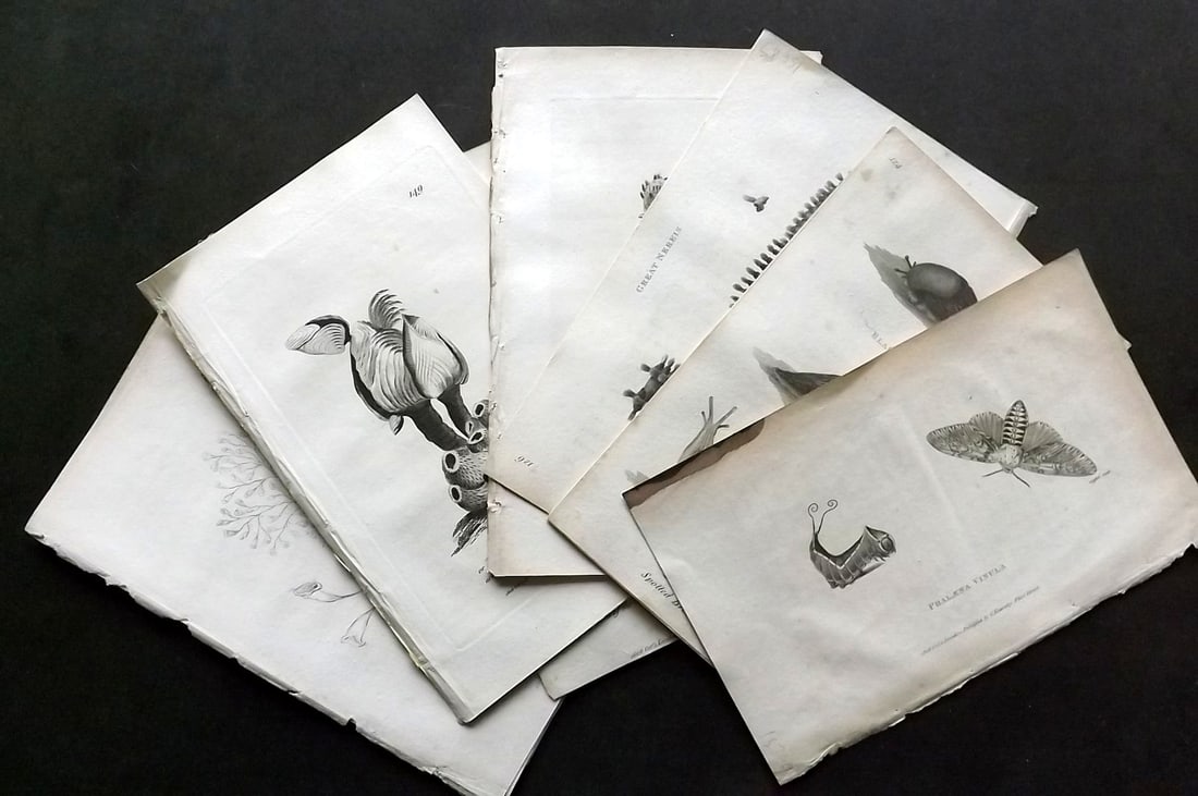 Shaw, George 1809 Lot of 17 Antique Natural History Prints (1 of 4)