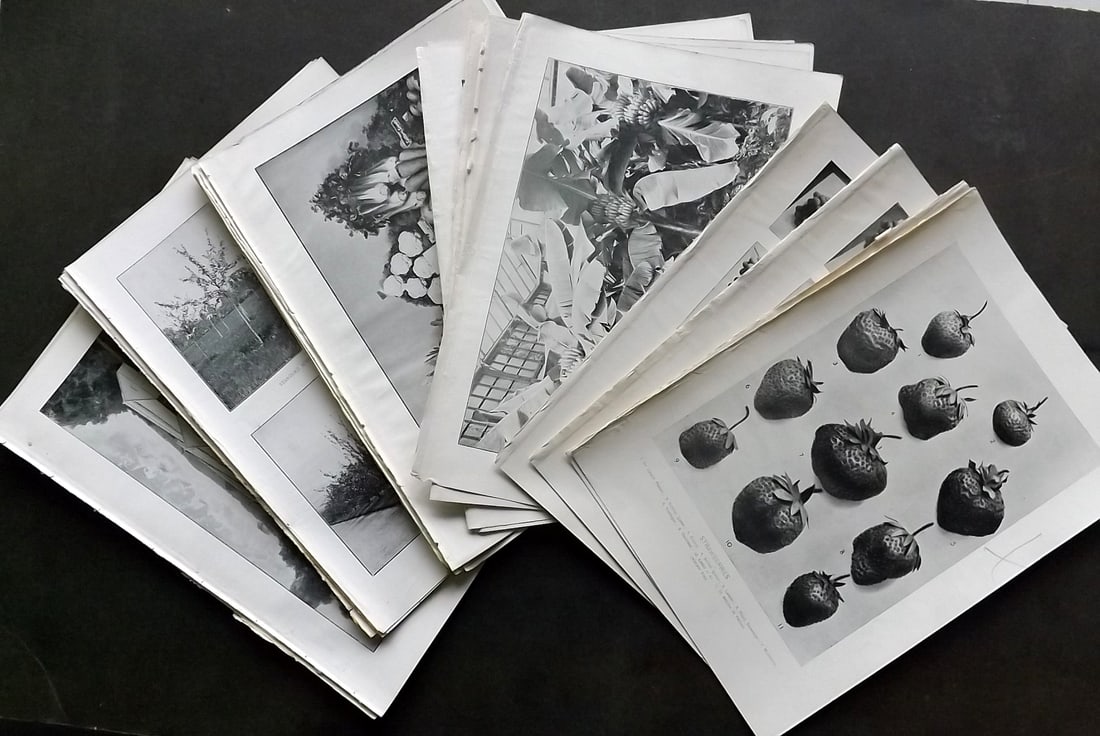 Thompson, Robert 1902 Lot of 30 Botanical, Fruit/Veg & Horticulture Prints: Antique Photoengravings and Lithographs Published 1900-02, London for "The Gardener's Assistant..." by Robert Thompson. Paper Size: 10.5 x 7 inch (27 x 18cm) Good Condition