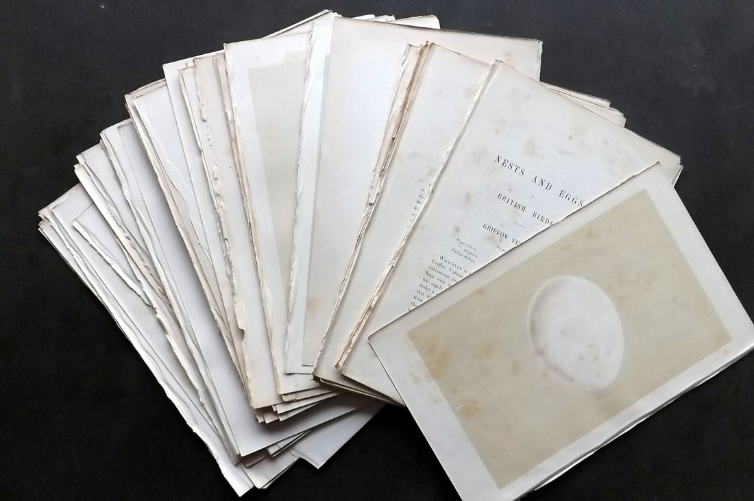 Morris, Francis 1863 Lot of 30 Antique Bird Egg Prints (1 of 5)