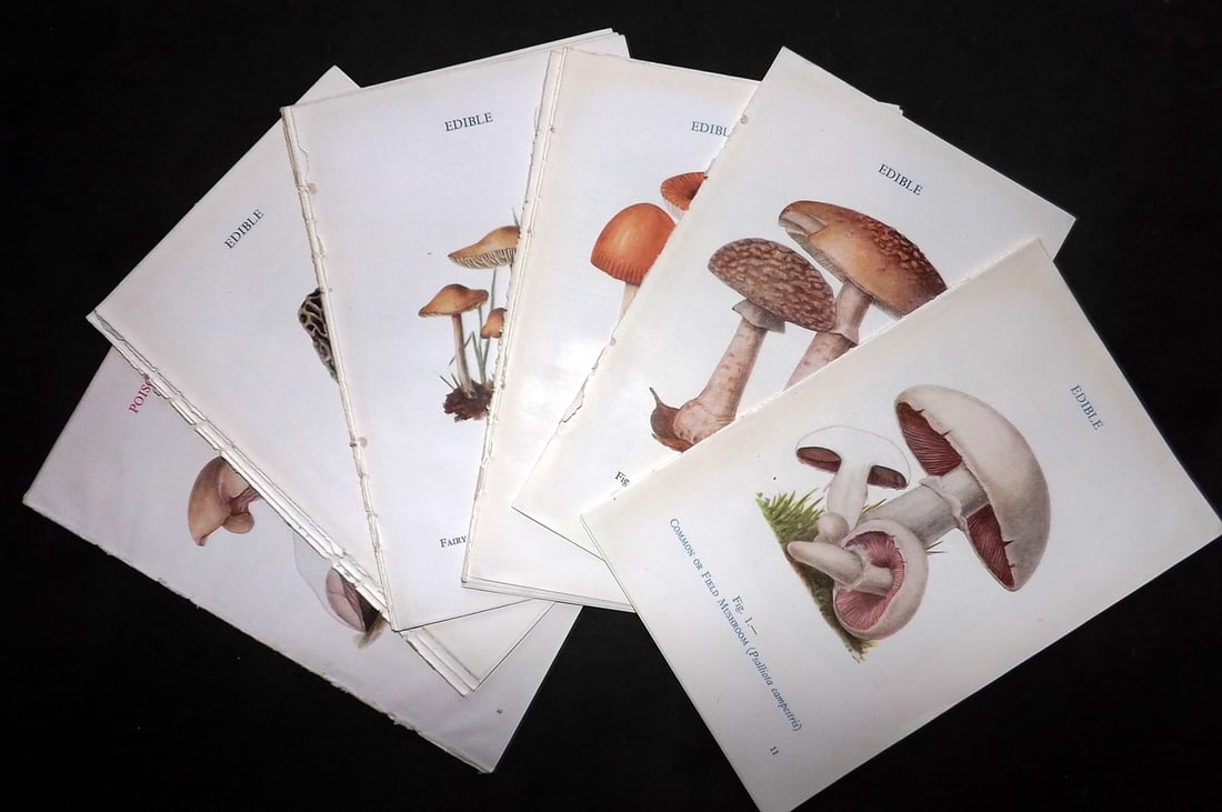 MAFF 1947 Lot of 26 Vintage Mushroom Fungi Prints (1 of 5)