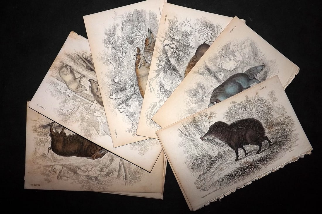 Jardine, William 1836 Lot of 10 Hand Col Prints. Pigs, Hogs, Boar (1 of 4)
