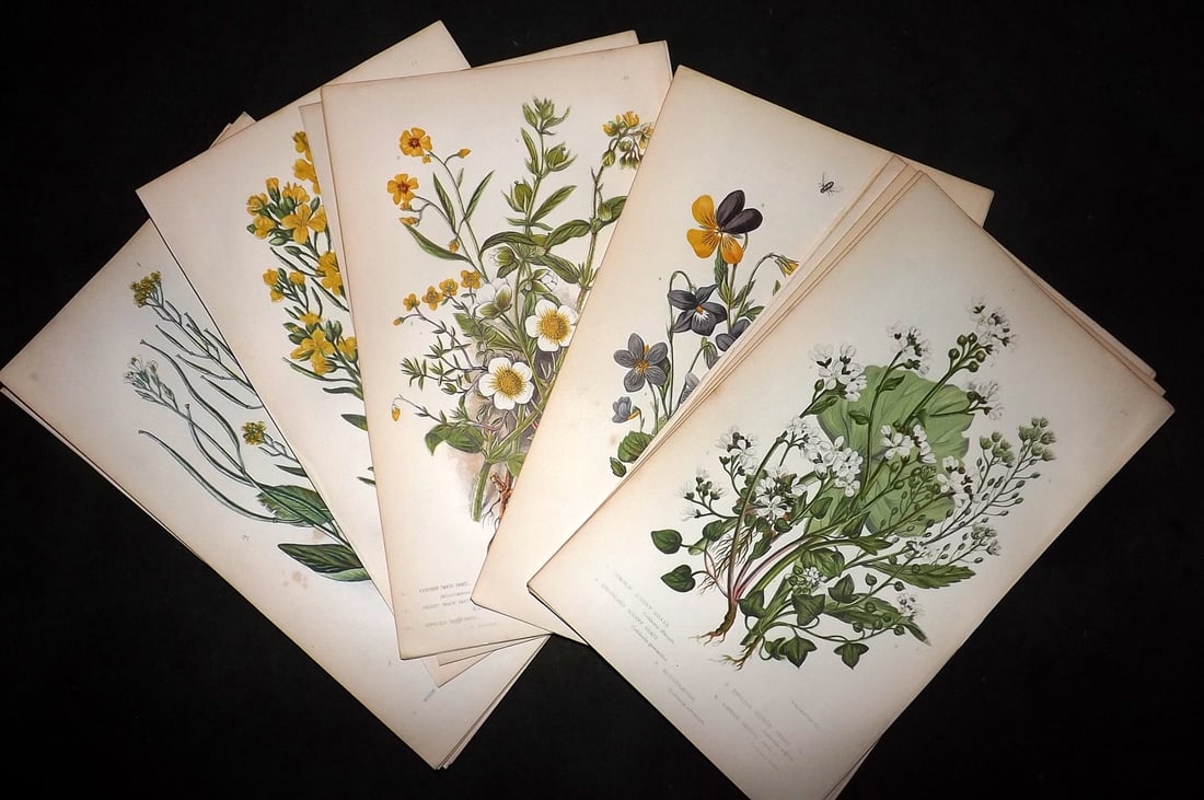 Pratt, Anne C1870 Lot of 17 Antique Botanical Prints: Colour Printed Woodblocks Published C1870, London for "The Flowering Plants and Ferns of Great Britain" by Anne Pratt. Paper Size: 9 x 5.5 inch (23 x 14cm) Good Condition
