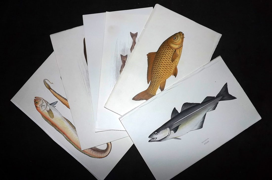 Couch, Jonathan 1878 Lot of 10 Antique Fish Prints: Colour Printed Woodblock Published 1877-78, London for "A History of the Fishes of the British Islands" by Jonathan Couch. Paper Size: 10 x 6.5 inch (25 x 17cm) Good Condition