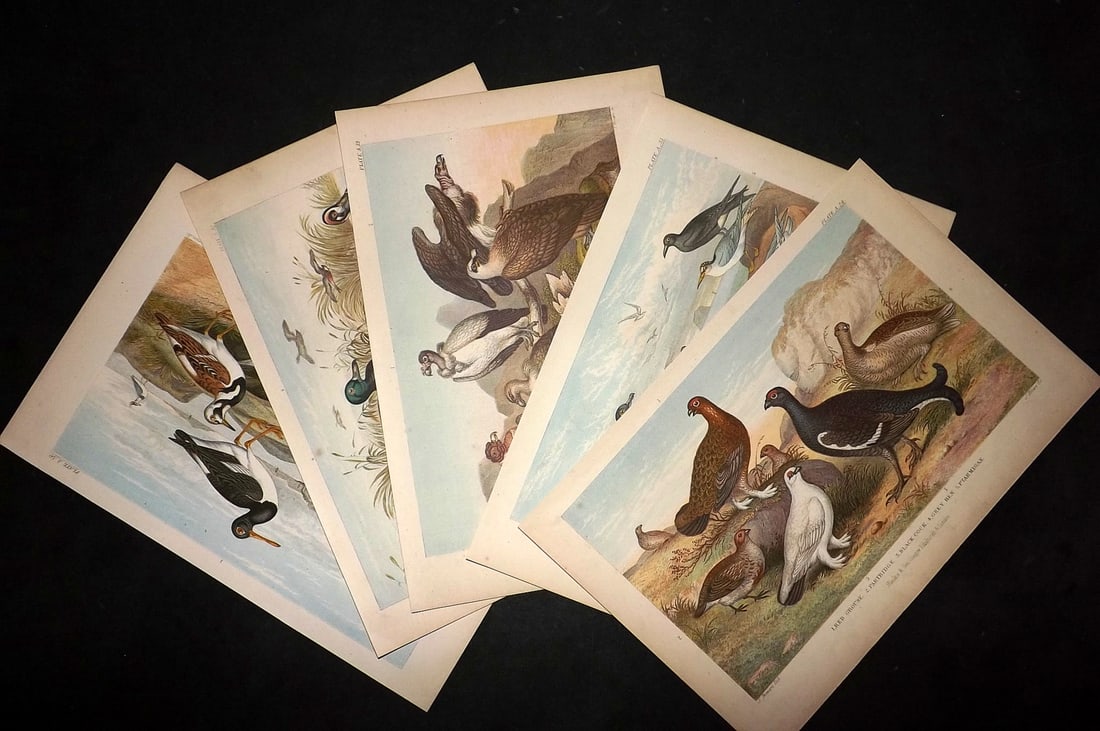 Goldsmith, Oliver C1870 Lot of 5 Antique Bird Prints (1 of 3)