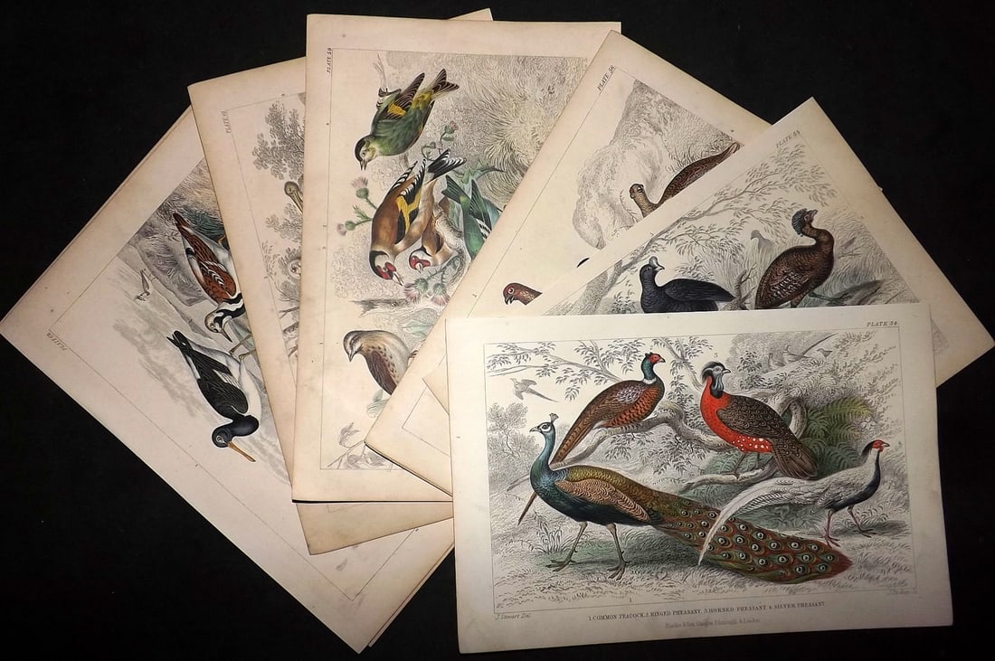 Goldsmith, Oliver C1860 Lot of 9 Hand Col Bird Prints incl Peacock (1 of 4)