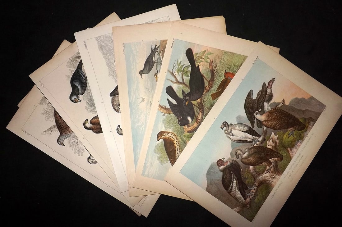 Goldmith, Oliver C1855-70 Lot of 9 Antique Bird Prints incl Hand Colored (1 of 4)