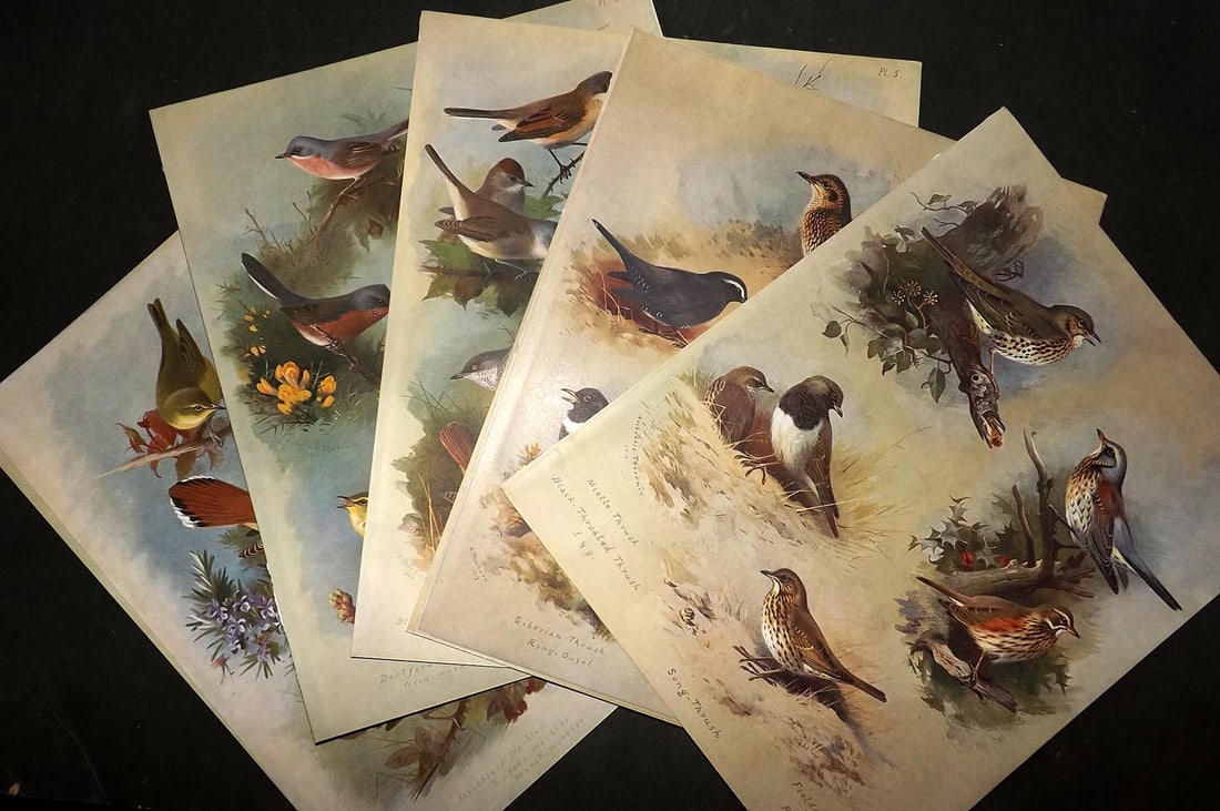 Thorburn, Archibald 1915 Lot of 10 Rare Folio Bird Prints (1 of 4)