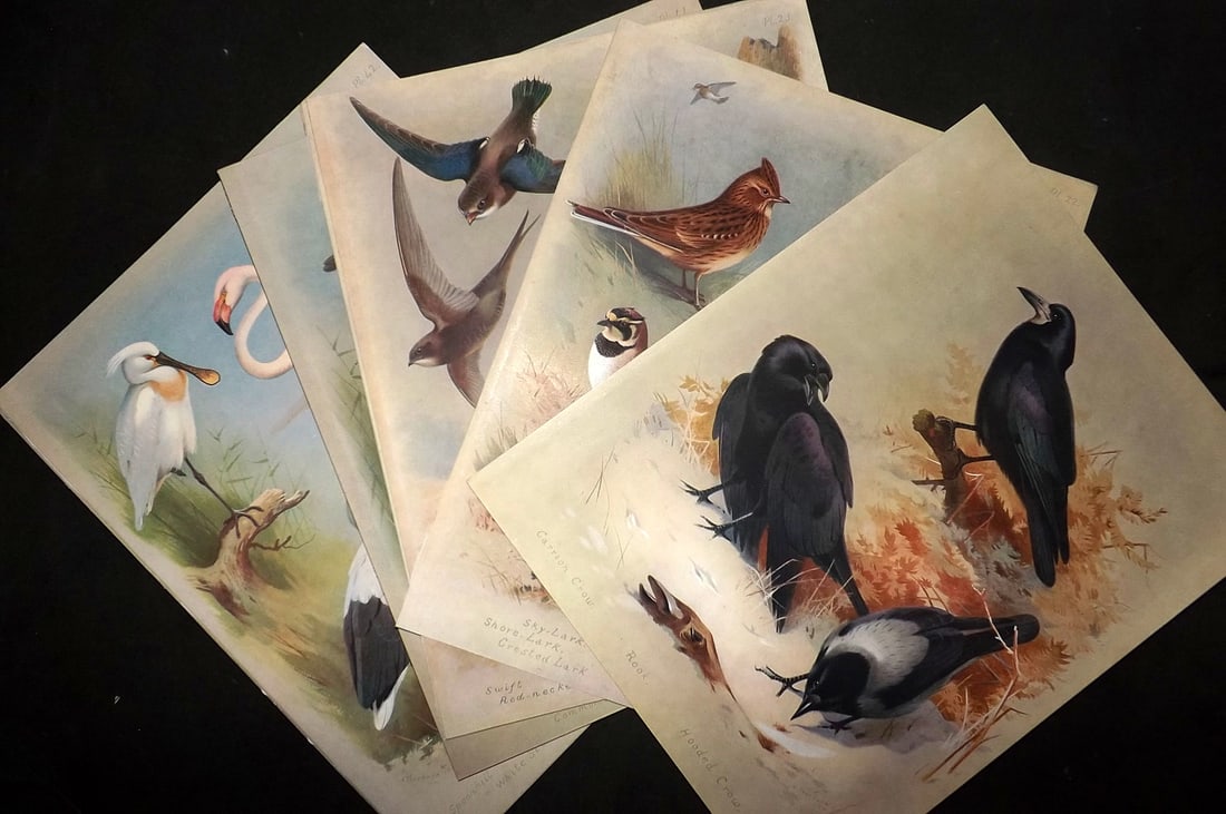 Thorburn, Archibald 1915 Lot of 10 Rare Folio Bird Prints (1 of 4)