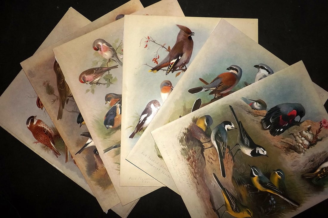 Thorburn, Archibald 1915 Lot of 10 Rare Folio Bird Prints (1 of 4)