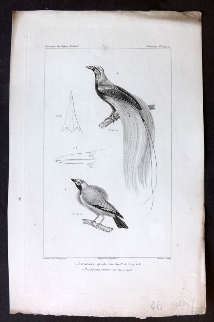 Cuvier, Baron C1830 Antique Bird Print. Paradisaea. Birds of Paradise 22* (1 of 1)