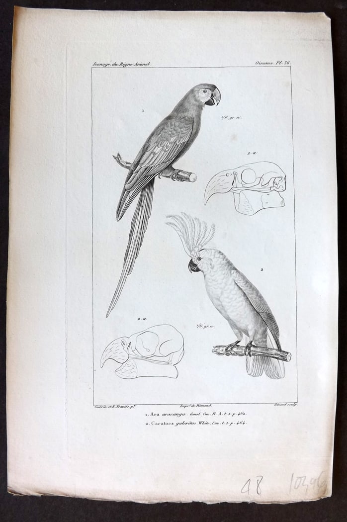 Cuvier, Baron C1830 Bird Print. Ara, Cacatoes. Scarlet Macaw, Cockatoo Australia 36: Steel Engraving Published 1829-44, Paris for "Iconographie du regne animal de G. Cuvier" by the Baron Cuvier. Paper Size: 9.5 x 6 inch (24 x 16cm) Good Condition