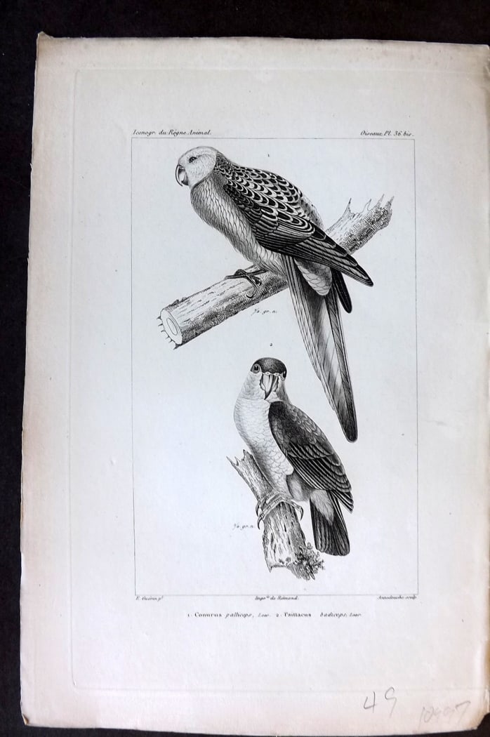Cuvier, Baron C1830 Antique Bird Print. Conurus, Psittacus. Parrots 36* (1 of 1)