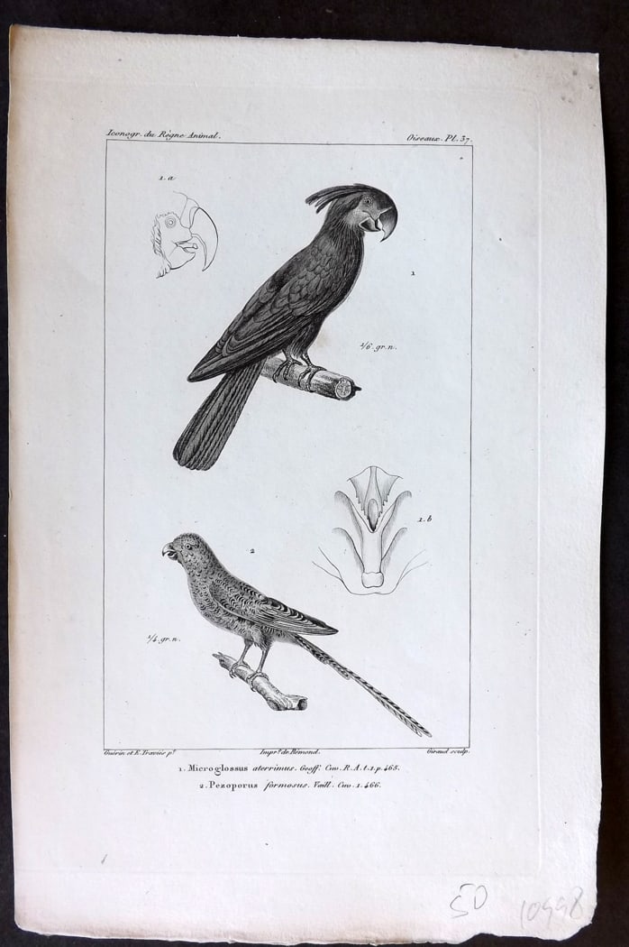 Cuvier, Baron C1830 Bird. Microglossus, Pezoporus Parrot. Palm Cockatoo Australia 37 (1 of 1)