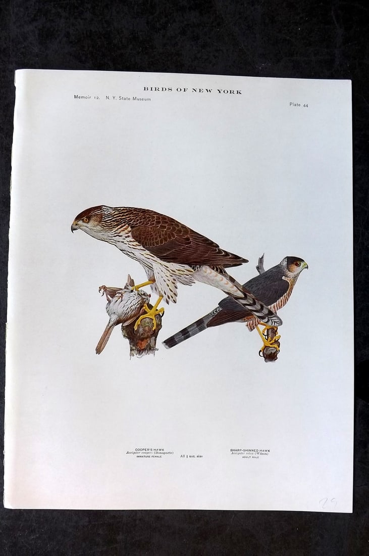 Eaton & Fuertes Birds of New York 1914 Print. Cooper's & Sharp Shinned Hawk 44 (1 of 1)