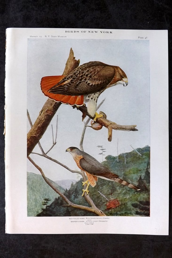 Eaton & Fuertes Birds of New York 1914 Print. Red Tailed & Cooper's Hawk 46 (1 of 1)