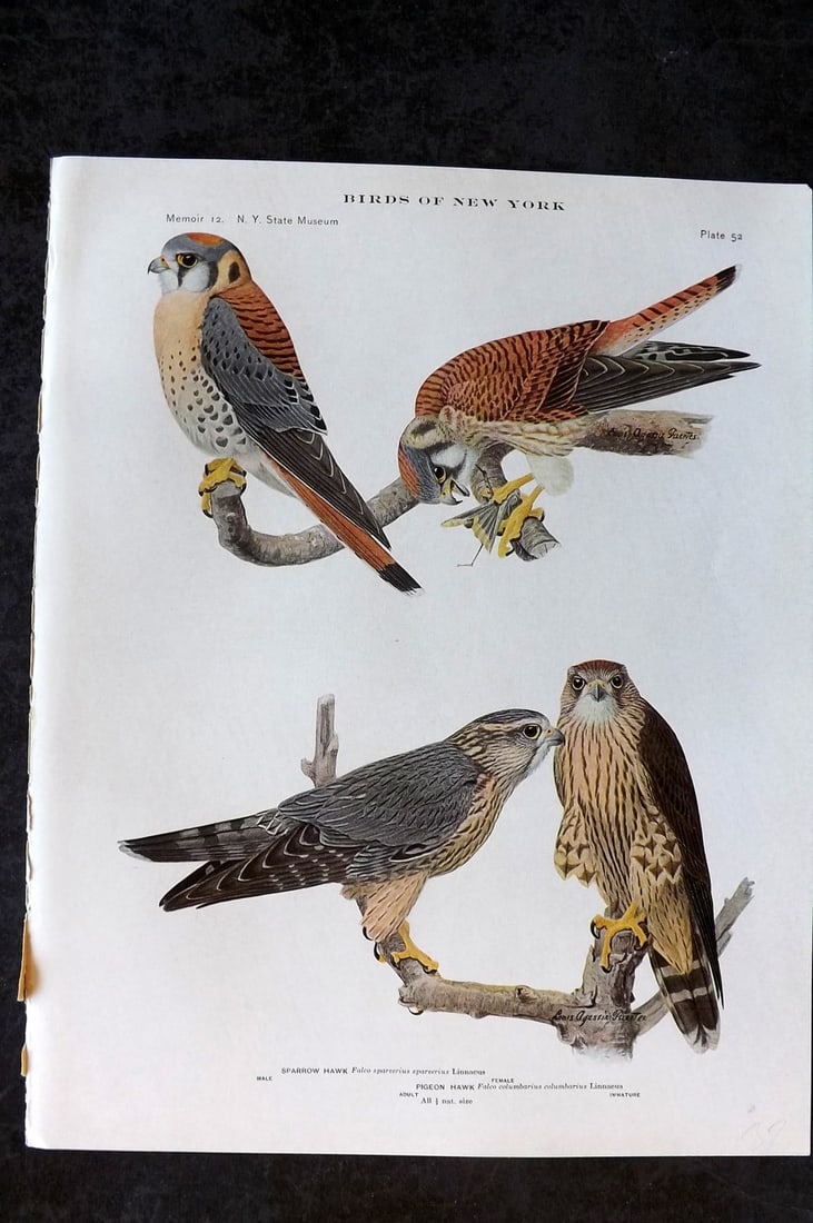 Eaton & Fuertes Birds of New York 1914 Print. Sparrow Hawk 52 (1 of 1)