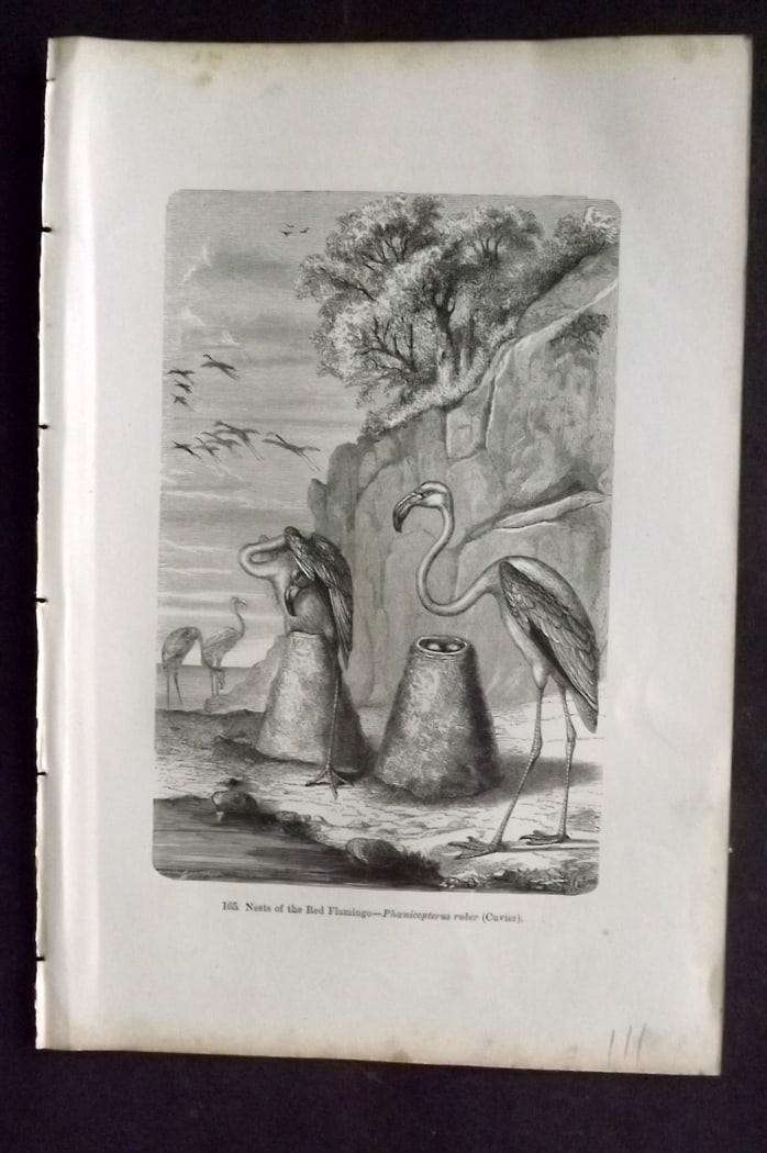 Pouchet, F. A. 1870 Antique Bird Print. Red Flamingo: Wood Engraving (Reverse side blank) Published 1870, London for "The Universe: Or, The Infinitely Great and The Infinitely Little" by F. A. Pouchet. Paper Size: 9.5 x 6 inch (24 x 15cm) Very minor marg