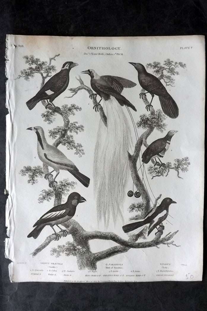 Rees, Abraham 1820 Bird Print. Bird of Paradise, Grackle, Tody (1 of 1)