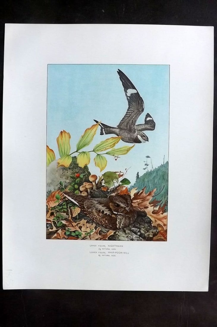 Ridgway & Fuertes 1902 Folio Bird Print. Nightjar & Whip-Poor-Will (1 of 1)