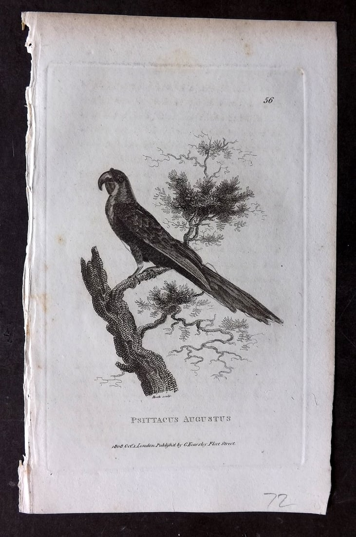 Shaw, George 1809 Bird Print. Psittacus Augustus (1 of 1)