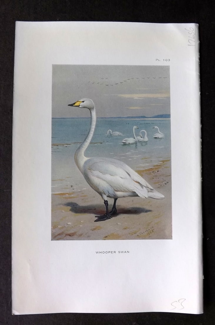 Thorburn, Archibald 1925 Antique Bird Print. Whooper Swan: Offset Lithograph Published 1925-26, London for "British Birds" by Archibald Thorburn. Paper Size: 8.5 x 5.5 inch (22 x 14cm) Good Condition