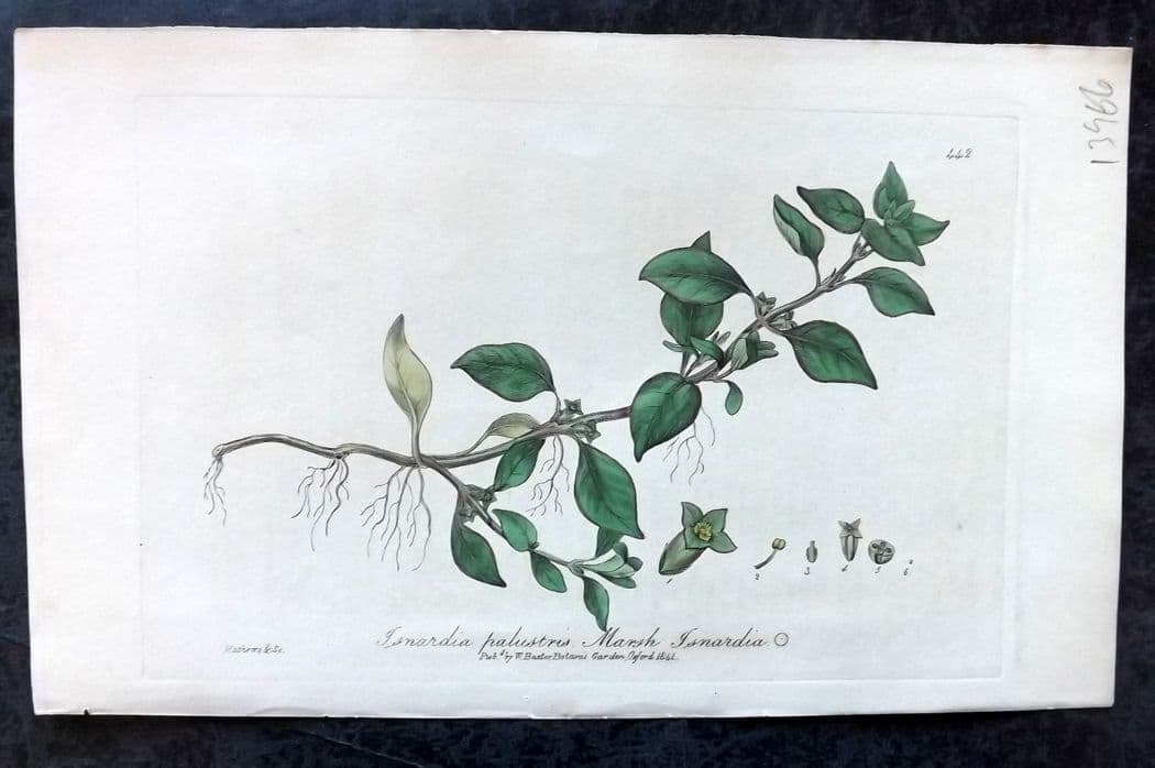 Baxter, George C1840 Hand Col Botanical Print. Marsh Isnadia 442: Hand Colored Etching Published 1834-43, Oxford for "British Phaenogamous Botany; or, Figures and Descriptions of British Flowering Plants" by William Baxter. Paper Size: 8.5 x 5.5 inch (22 x 14cm) Goo