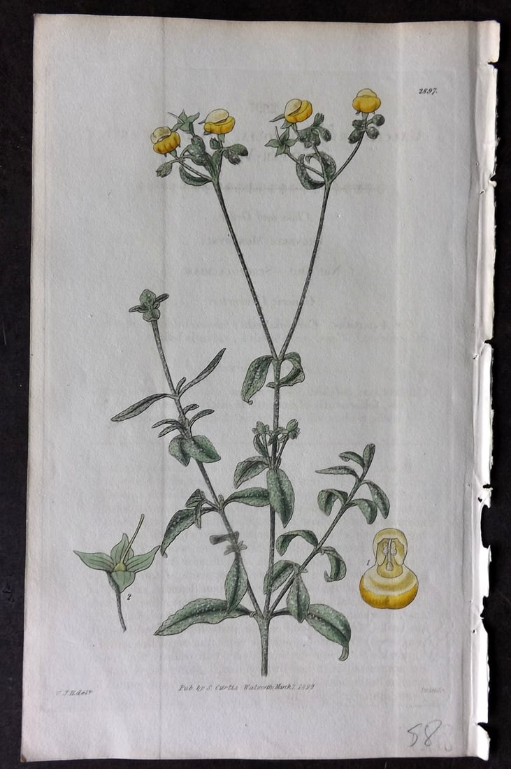 Curtis 1829 HCol Botanical Print. White Leaved Slipper Wort 2897: Hand Colored Etching Published 1787-1904, London for "The Botanical Magazine; or Flower-Garden Displayed" and later "Curtis's Botanical Magazine..." by William Curtis, continued by John Simms and othe