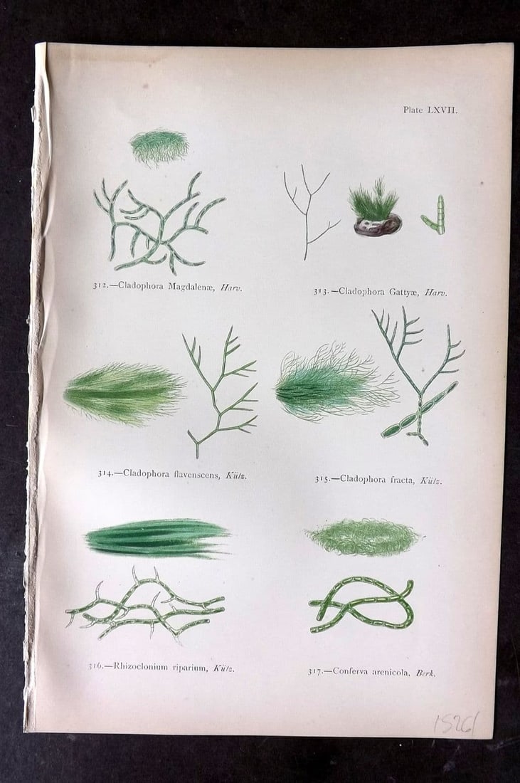 Gatty, Alfred 1872 Antique Seaweed Print. Cladophora, Rhizoclonium, Conferva 67: Antique Woodblock Published 1872, London for "British Sea-Weeds. Drawn From Professor Harvey's 'Phycologia Britannica'" by Mrs Alfred Gatty. Printed in colours, some plates with additional hand colour