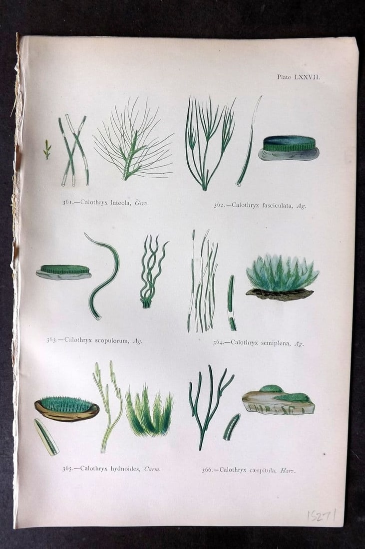 Gatty, Alfred 1872 Seaweed Print. Calothryx 77: Antique Woodblock Published 1872, London for "British Sea-Weeds. Drawn From Professor Harvey's 'Phycologia Britannica'" by Mrs Alfred Gatty. Printed in colours, some plates with additional hand colour
