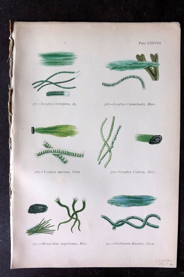 Gatty, Alfred 1872 Seaweed Print. Lyngbya, Microcoleus, Oscillatoria 78 (1 of 1)