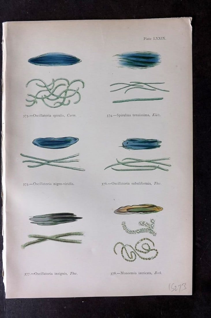 Gatty, Alfred 1872 Seaweed Print. Oscillatoria, Spirulina, Monormia 79 (1 of 1)