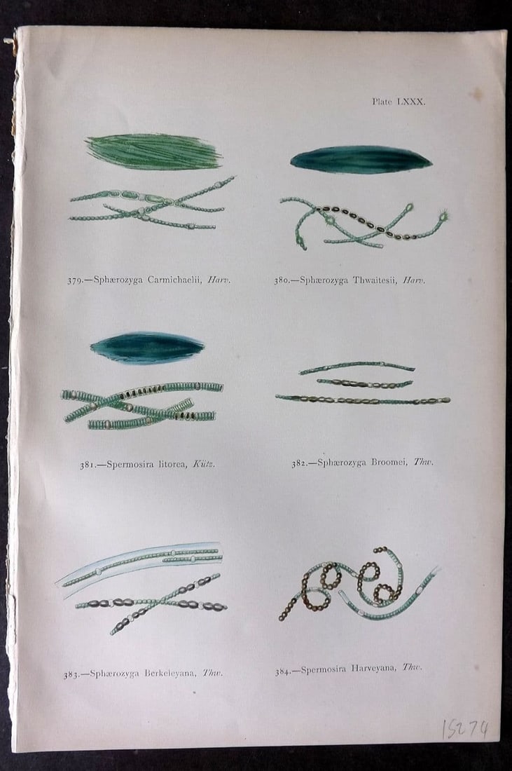 Gatty, Alfred 1872 Seaweed Print. Sphaerozyga, Spermosira 80: Antique Woodblock Published 1872, London for "British Sea-Weeds. Drawn From Professor Harvey's 'Phycologia Britannica'" by Mrs Alfred Gatty. Printed in colours, some plates with additional hand colour