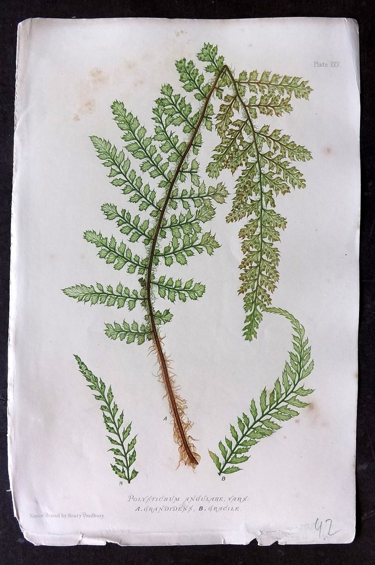 Moore & Bradbury 1860 Nature Printed Fern. Polystichum Angulare, Grandens 25: Nature Printed Electrotype Published 1859-60 by Bradbury & Evans, London for "The Octavo Nature-Printed British Ferns" by Thomas Moore. Printed by Henry Bradbury. Paper Size: 9.5 x 6 inch (24 x 16cm)