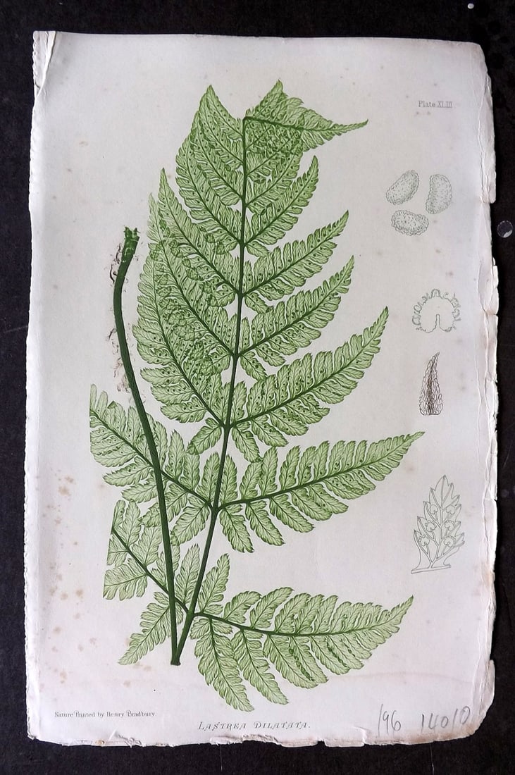 Moore & Bradbury 1860 Nature Printed Fern. Lastrea Dilatata 43: Antique Nature Printed Electrotype Published 1859-60 by Bradbury & Evans, London for "The Octavo Nature-Printed British Ferns" by Thomas Moore. Printed by Henry Bradbury. Paper Size: 9.5 x 6 inch (24