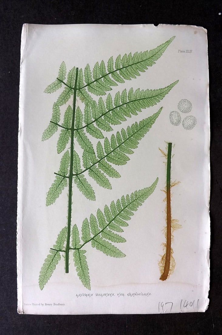 Moore & Bradbury 1860 Nature Printed Fern. Lastrea Dilatata 44: Antique Nature Printed Electrotype Published 1859-60 by Bradbury & Evans, London for "The Octavo Nature-Printed British Ferns" by Thomas Moore. Printed by Henry Bradbury. Paper Size: 9.5 x 6 inch (24