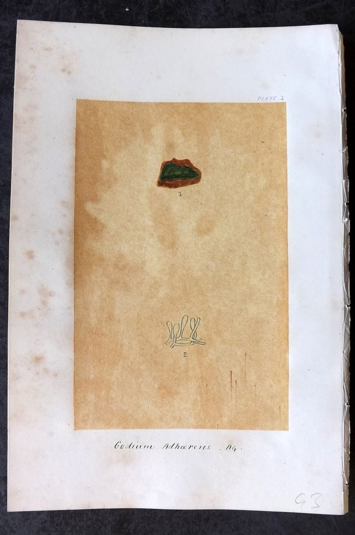 Original Art C1875 Seaweed. Codium Adhaerens 01 (1 of 1)