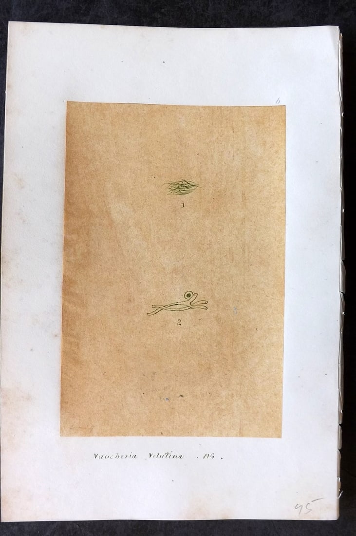 Original Art C1875 Seaweed. Vaucheria Velutina 06 (1 of 1)