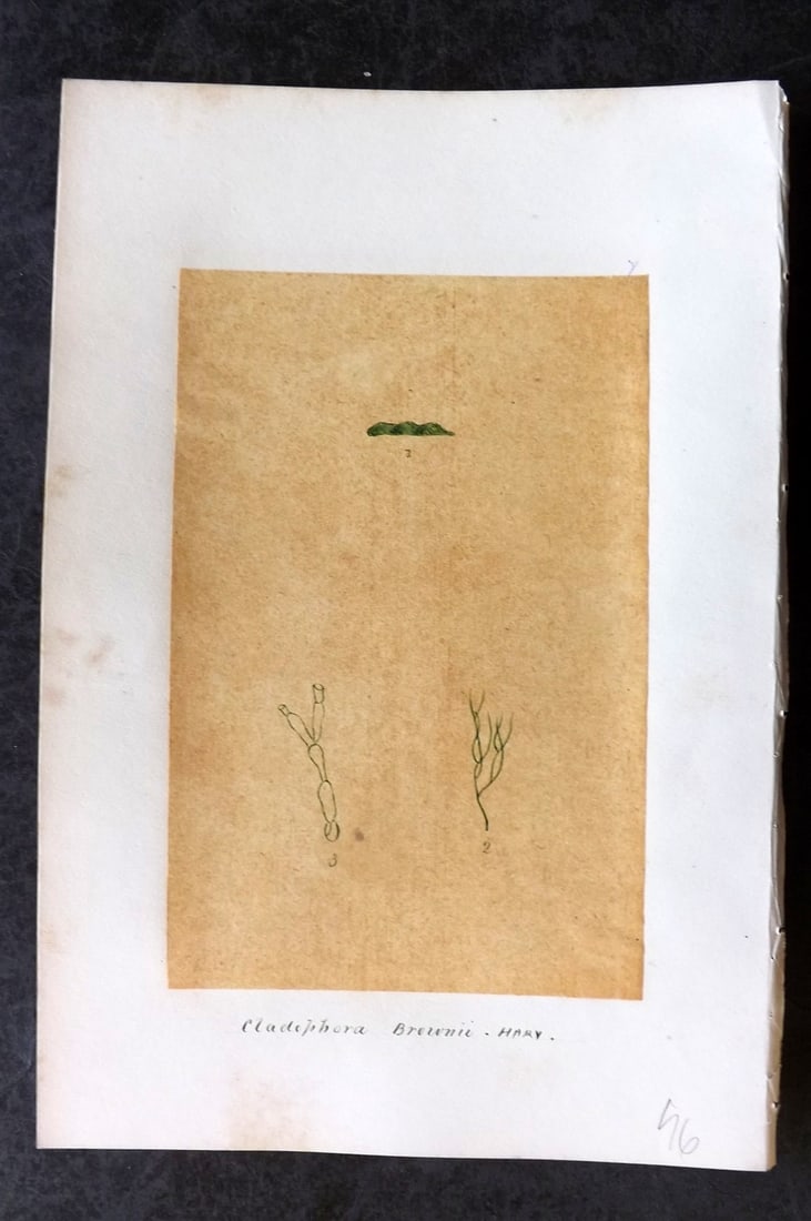 Original Art C1875 Seaweed. Cladophora Brownii 07: Pen, Ink and/or Watercolour Made in C1875, England for a privately created work on British Seaweeds by an unknown but Gifted Artist. Each drawing with accompanying descriptive manuscript plate, also f