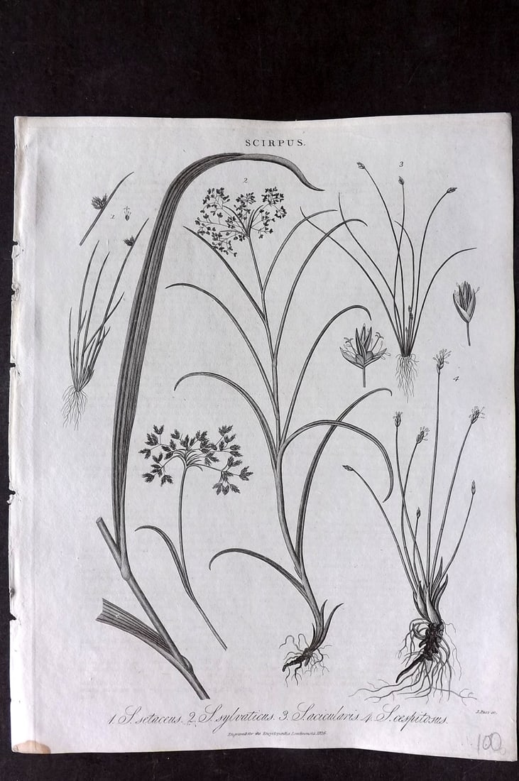 Wilkes, John 1826 Antique Botanical Print. Scirpus Setaceus, Sylvaticus, Acicularis, Espitosus (1 of 1)